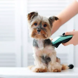 Store mini san pedro cactus