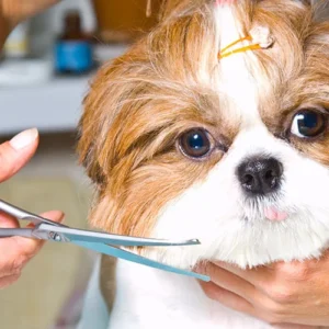 Home old lady cactus